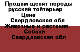 Продам щенят породы русский тойтерьер  › Цена ­ 4 000 - Свердловская обл. Животные и растения » Собаки   . Свердловская обл.